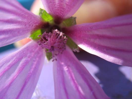 ����� �������