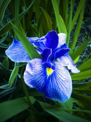 ������� ������