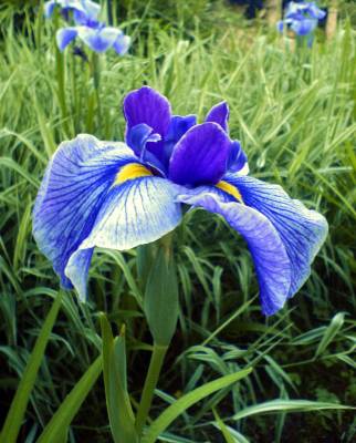 ������������ ����