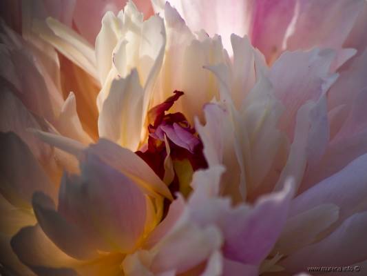 ����� ����������