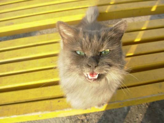 ���������� ���