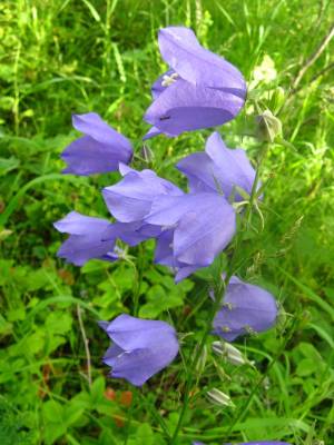 ������ ������������