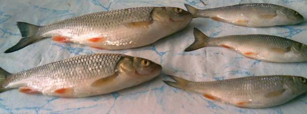 ��������� 2 ������� �������