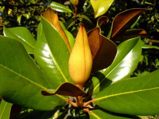 ����� ��������  