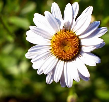 ������ �������