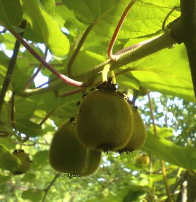 ���� ������ 2008