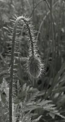 ����... ����... ������� �������...