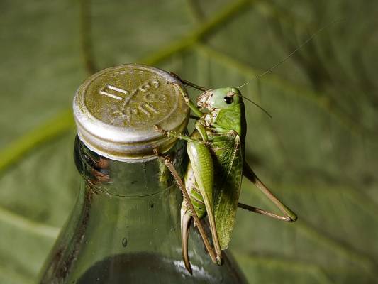 ��� ��� �����������