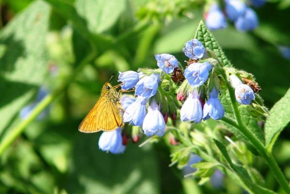 ������ �� �������