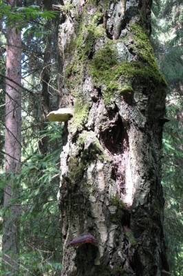 ������ ������