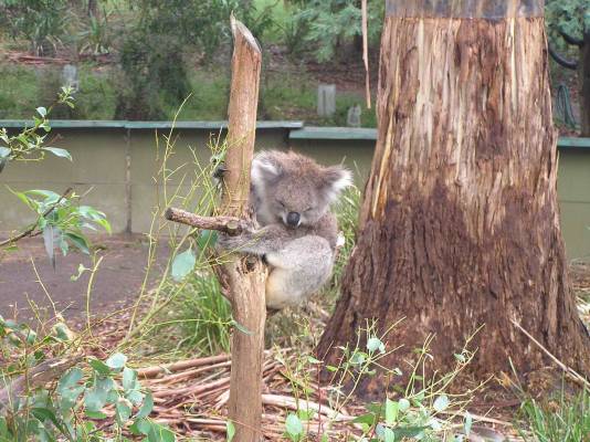 Healesville Sanctuary, Victoria, Australia, 02/2006