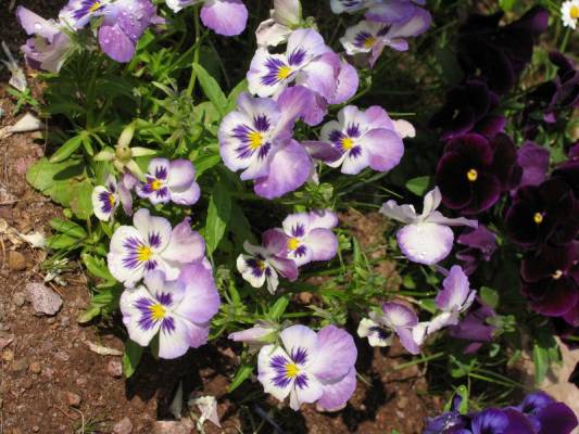 ������� ������