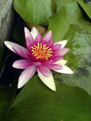 ��������� � ����� 