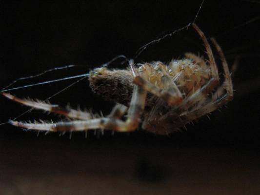 ��� �������� ��������