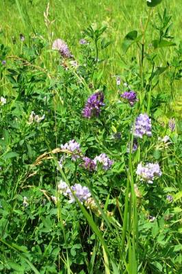 ������� �����