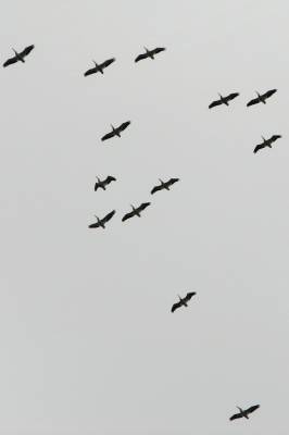 ������� ��������.