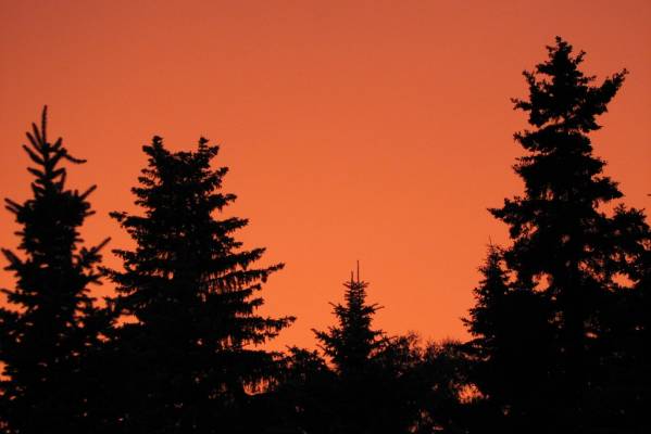 ����� (���  �� ������ ����)