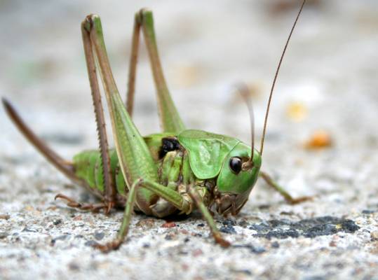 �������....