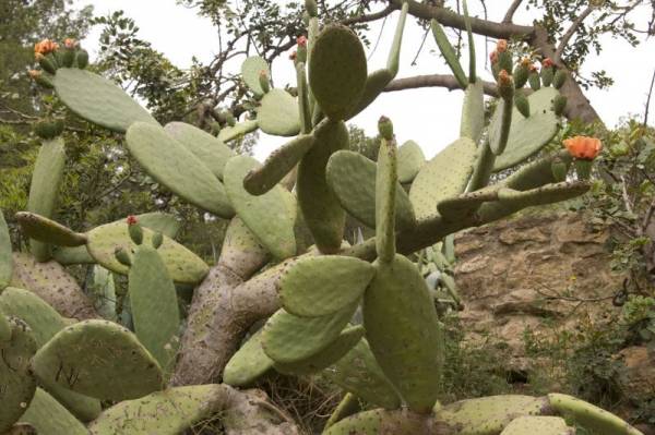 ����� �������