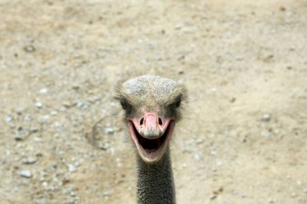 ������������ �������