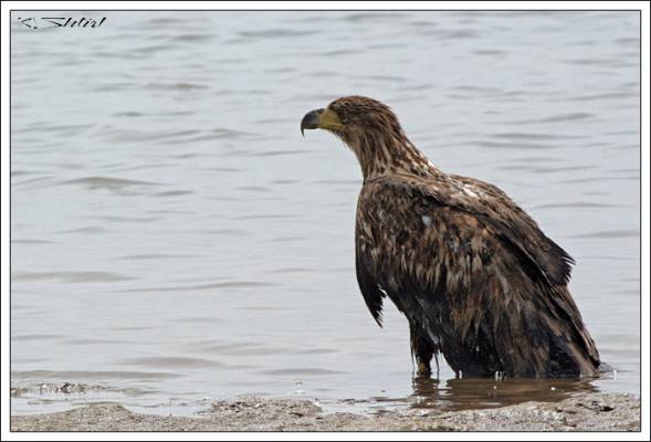 ������� ����