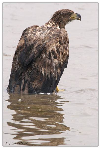 ������� ����-2