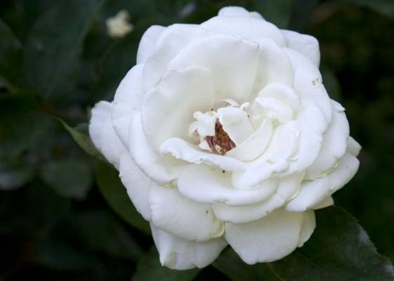 ����� �������