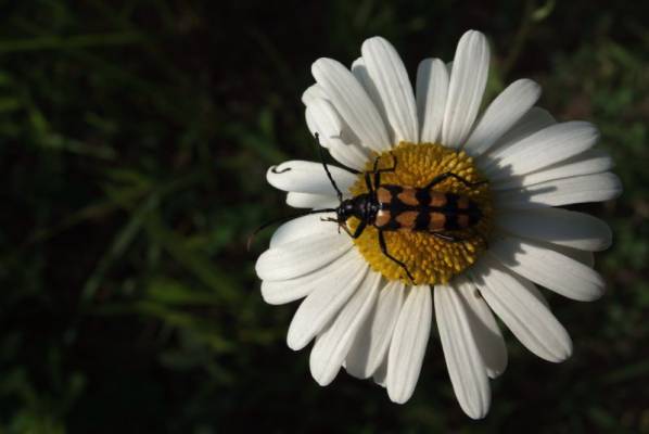 ������� ����