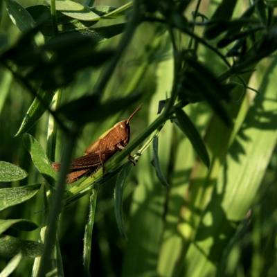 � ������ �������� ����