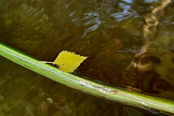 �� �������