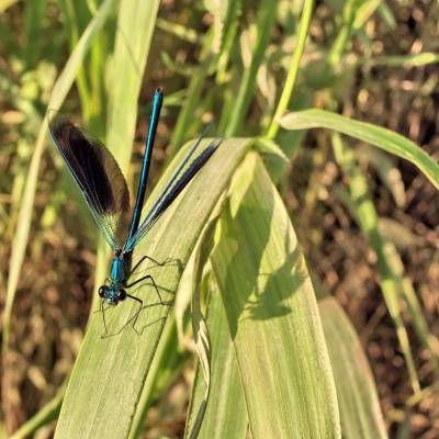 ��������� �����