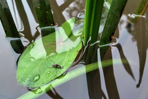 ������ ���