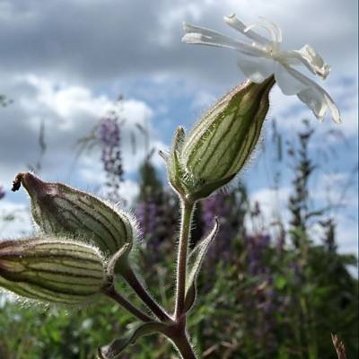 ������ ������