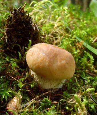 ���� �����