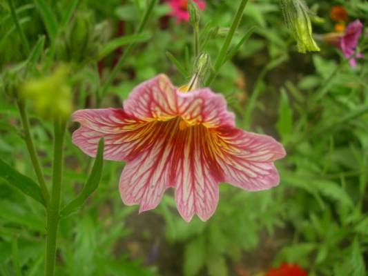 ����� �����