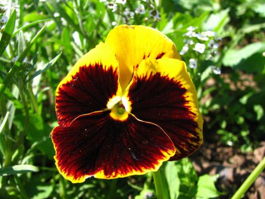 ������� ������