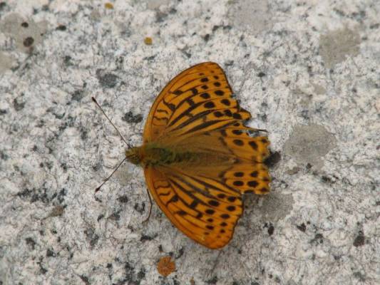 �� �������