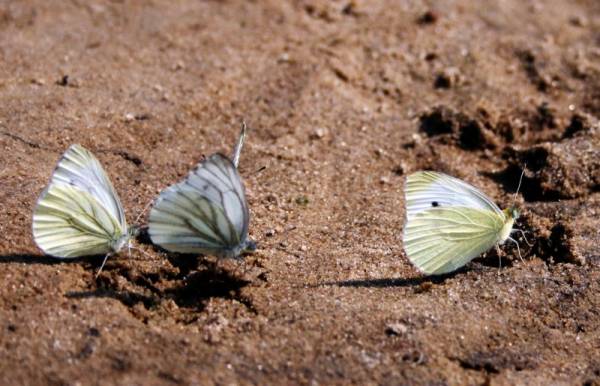 �� ���� ������, � ���� ������!