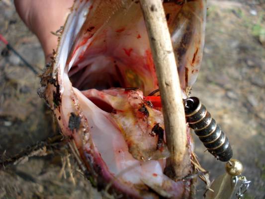 ����� ����