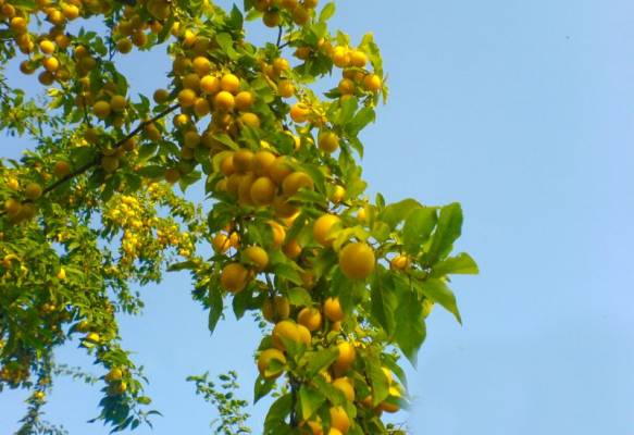 ����� �����