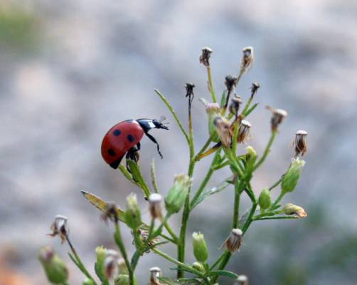 �������� ���������� �������� - ����� �� ����������...