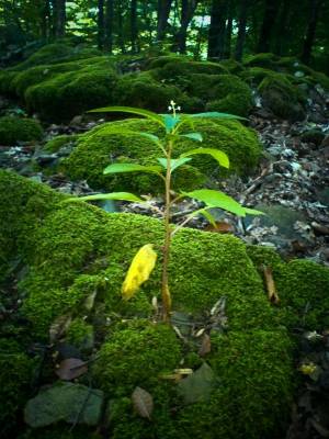 �������� �� ������ 