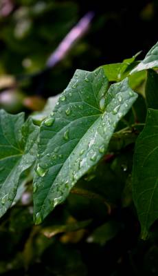 ...� ������ ������ ����� ������...