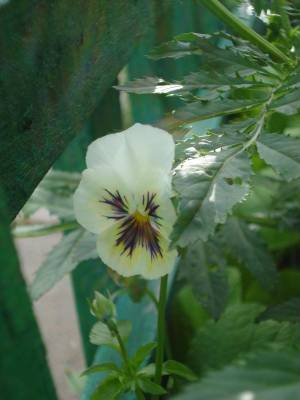 ����� ����� �����