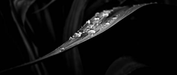 ������ ��������