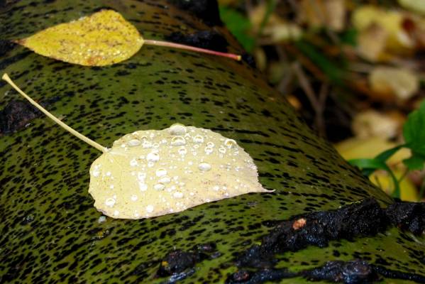 �������� ����