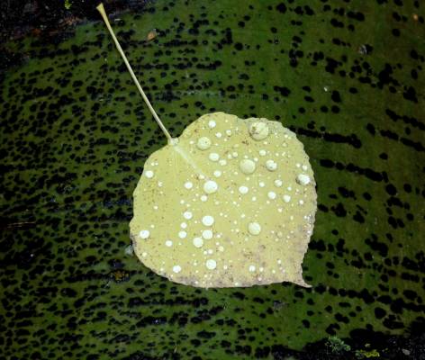 �������� ����