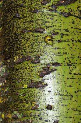 ������ ����� - repost