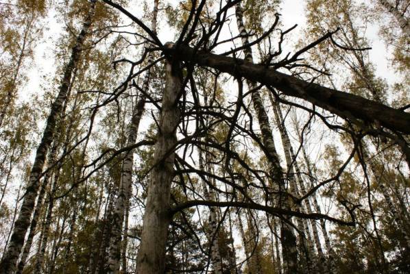 �������� ����