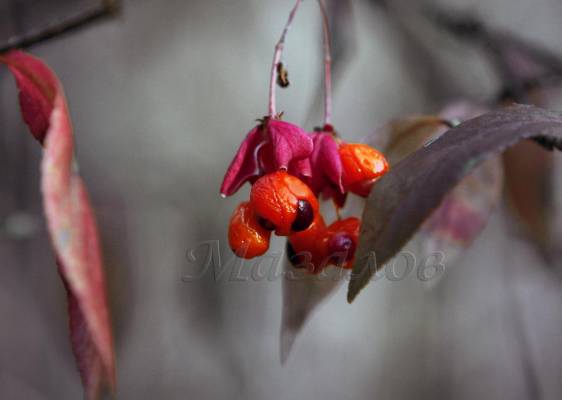 ������ **7227